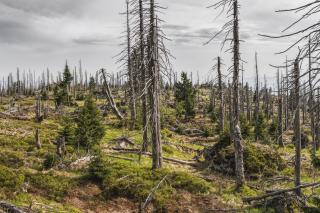 Dürre und Baumsterben 2018-2019