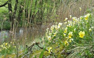 Galmeiveilchen an der Göhl (c) Anja Brüll