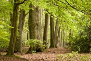 Ecosystemen maaken klimaat
